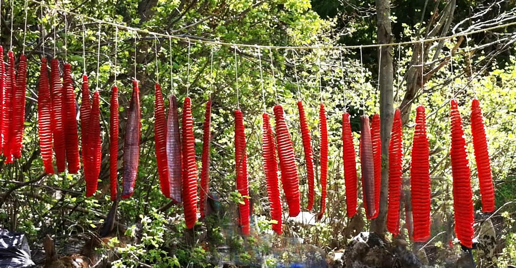 Sockeye drying 4
