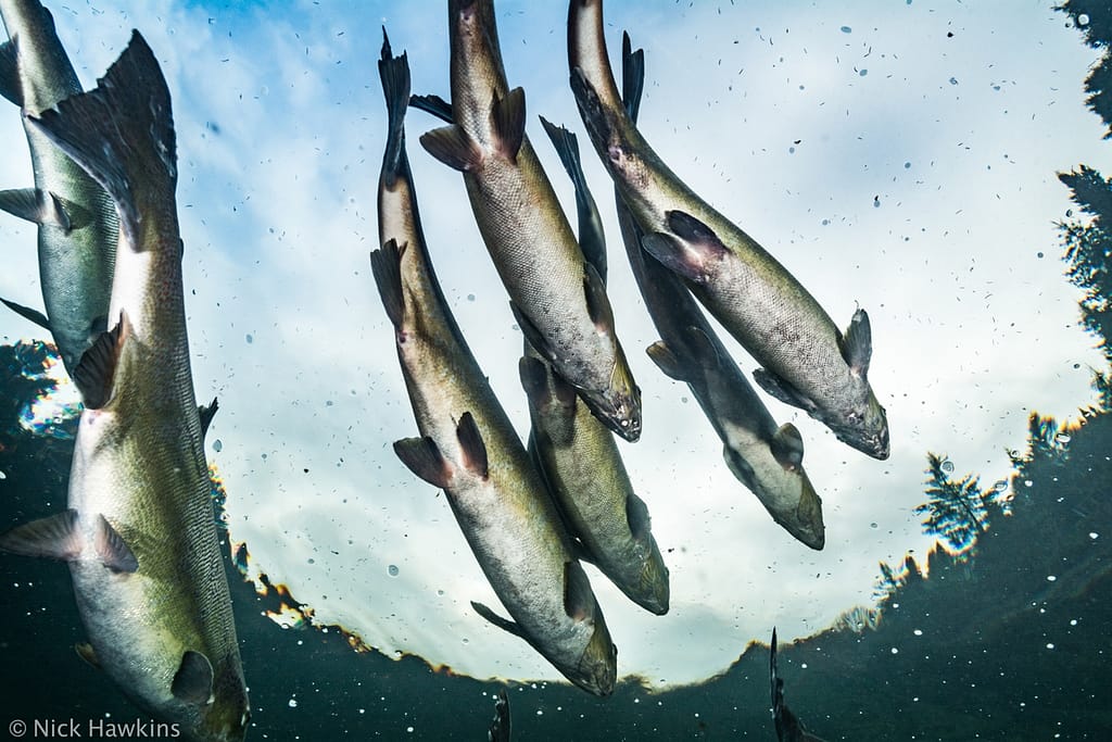 Atlantic salmon (Salmo salar) Gaspe Peninsulsa, Quebec, Canada. October 2017. Wild Atlantic Salmon by Nick Hawkins
