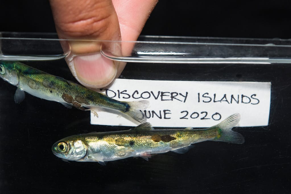 tavishcampbell-9980 lice on juveniles