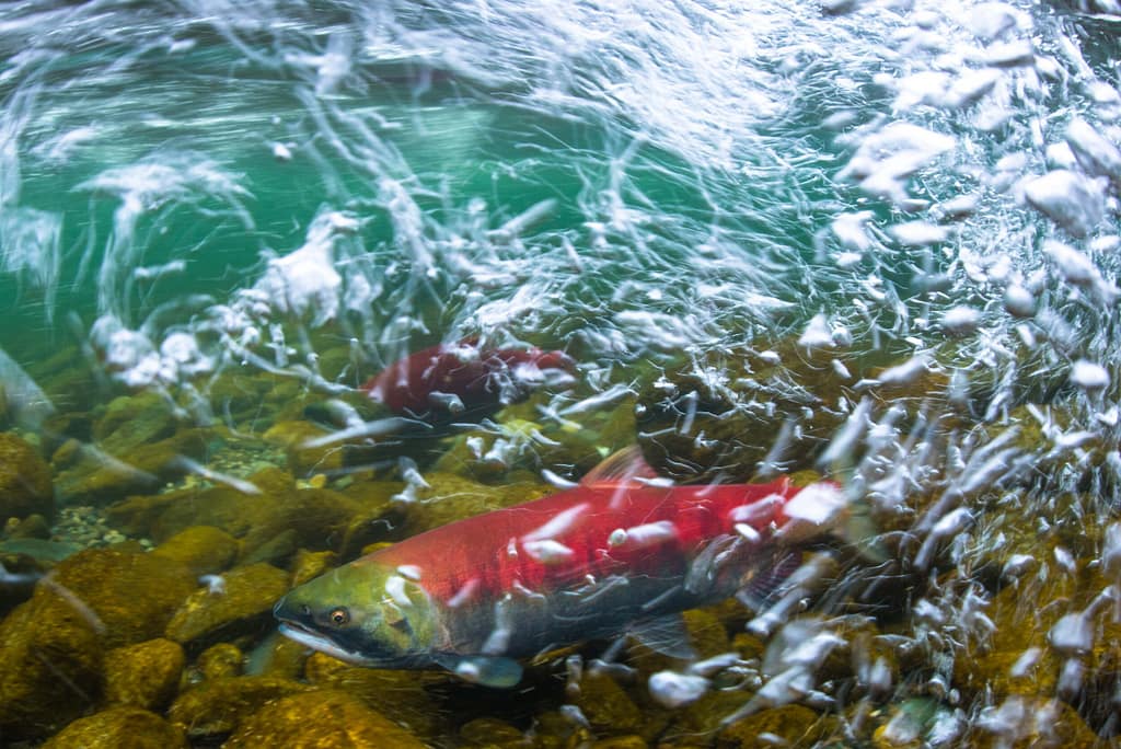 tavishcampbell-3675-2