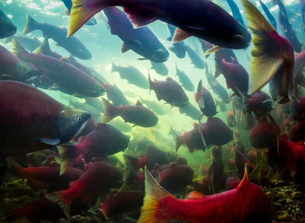 10+OCTOBER+DSC_4268 Wild salmon survival depends on the removal of threats from salmon farms.