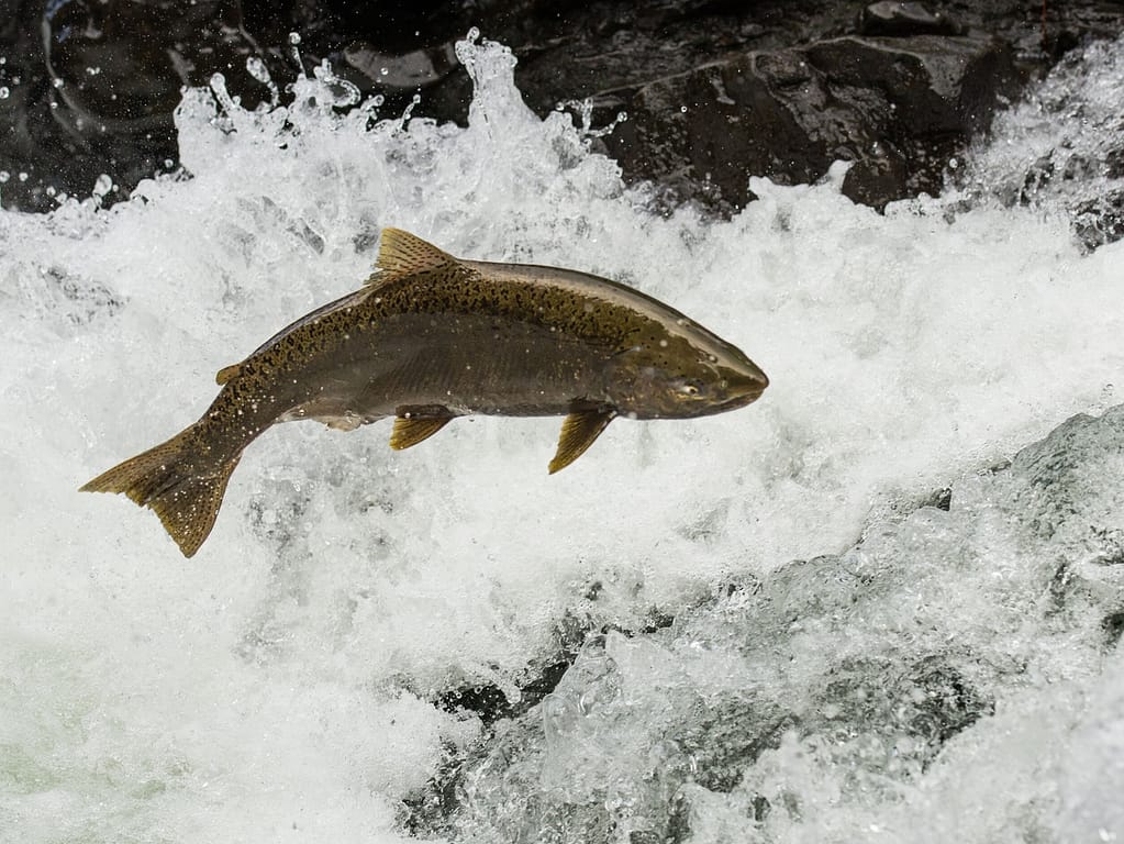 tavishcampbell.ca-1608