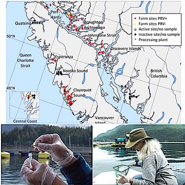 Map: active salmon farms testing + or - for PRV; Images reported in study for Fisheries and Oceans Publication
