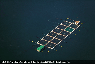 Photo BC salmon farm