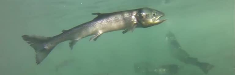 AlexMorton-vfs-starving-AS-768x246 infected starvingfarm salmon