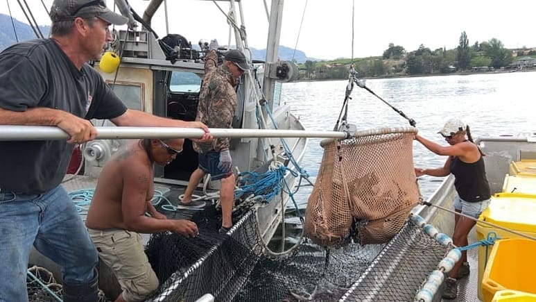 Okanagan First Nation fishery celebrates record return of sockeye salmon: CBC September 2, 2022