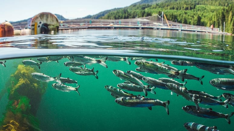 DFO Comment on the discussion framework for a BC aquaculture open-net pen transition plan: OPEN August through to October 27 2022